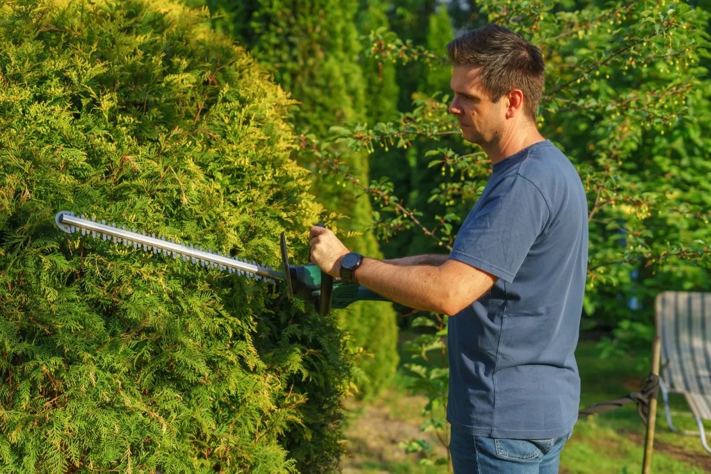 Hedge trimming in a garden