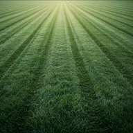 A freshly mown lawn